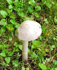 Amanita rhacopus