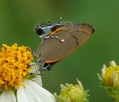 Electrostrymon angelia