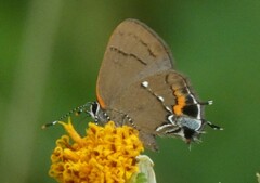 Electrostrymon angelia