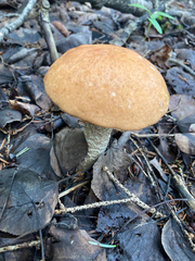 Leccinum insigne
