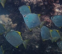 Monodactylus argenteus