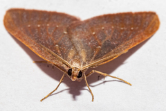 Xanthorhoe occulta