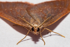 Xanthorhoe occulta