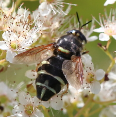Stratiomys badia