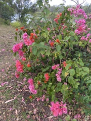 Bougainvillea
