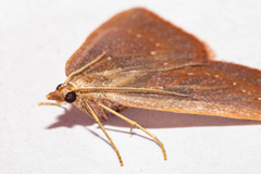 Xanthorhoe occulta