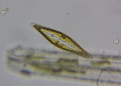 Craticula cuspidata