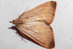 Xanthorhoe occulta