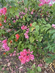 Bougainvillea
