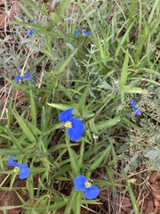 Commelina