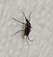 Psorophora cyanescens