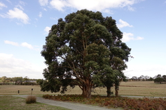 Eucalyptus globulus globulus