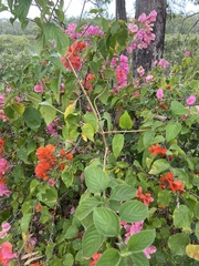 Bougainvillea