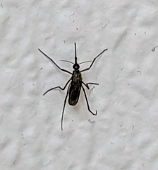 Psorophora cyanescens