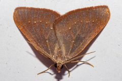 Xanthorhoe occulta