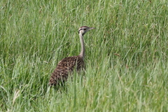 Lissotis melanogaster