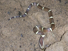 Oligodon purpurascens