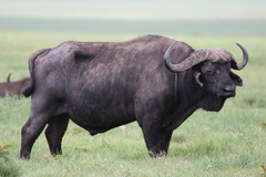 Syncerus caffer caffer