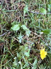 Ranunculus