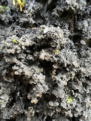 Leptogium laceroides