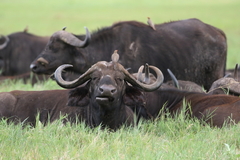 Syncerus caffer caffer