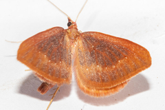 Xanthorhoe occulta