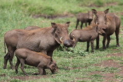 Phacochoerus africanus massaicus