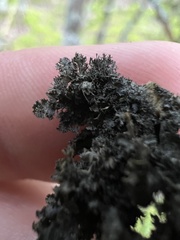 Leptogium laceroides