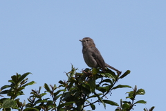 Melaenornis fischeri