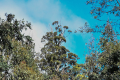 Eucalyptus regnans