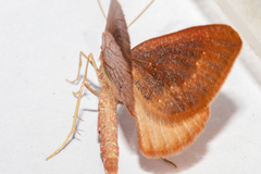 Xanthorhoe occulta