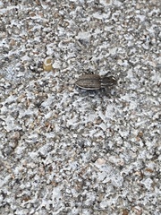 Naupactus