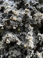 Leptogium laceroides