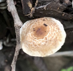 Gymnopus brassicolens