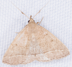 Zanclognatha marcidilinea