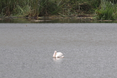 Pelecanus onocrotalus