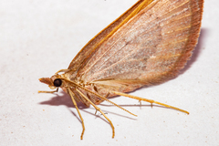Xanthorhoe occulta