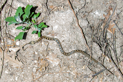 Zamenis scalaris