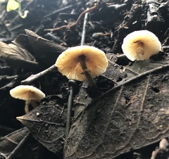 Gymnopus brassicolens