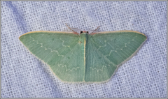 Chlorocoma melocrossa