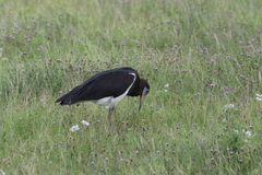Ciconia abdimii