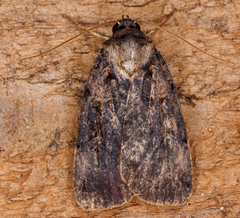 Pseudohermonassa bicarnea