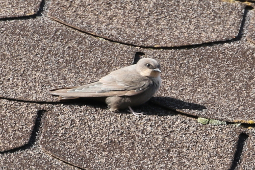 Red-throated Rock Martin (Ptyonoprogne rufigula), photo 6