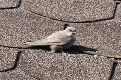 Ptyonoprogne fuligula