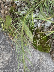 Liatris microcephala