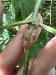 Neolasioptera pierrei