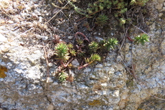 Petrosedum