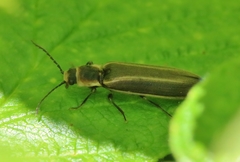 Denticollis denticornis