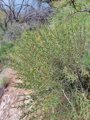 Cylindropuntia leptocaulis