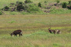 Kobus ellipsiprymnus defassa